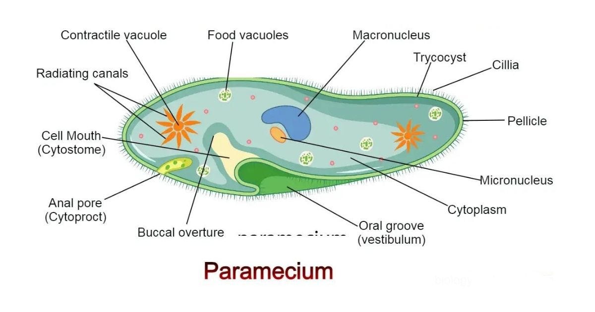 What Is A Paramecium? Classification, Found, Structure | by Biology Study  Point | Medium