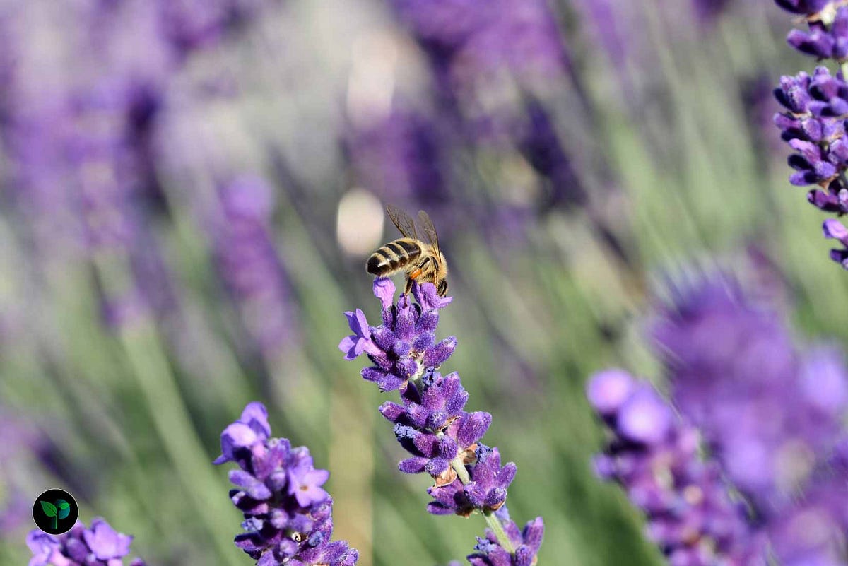 Do you know how fast does Lavender grow? Plantsfolder Medium