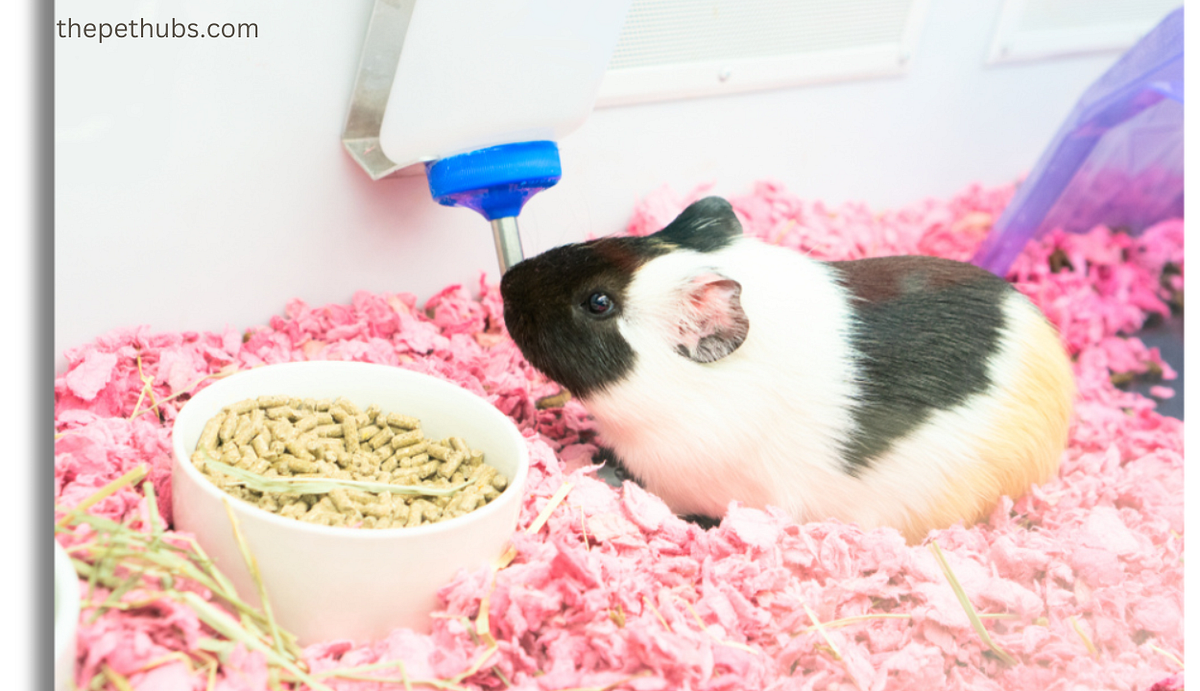How to Clean Guinea Pig Water Bottle Like a Pro Janifer Lizay Medium