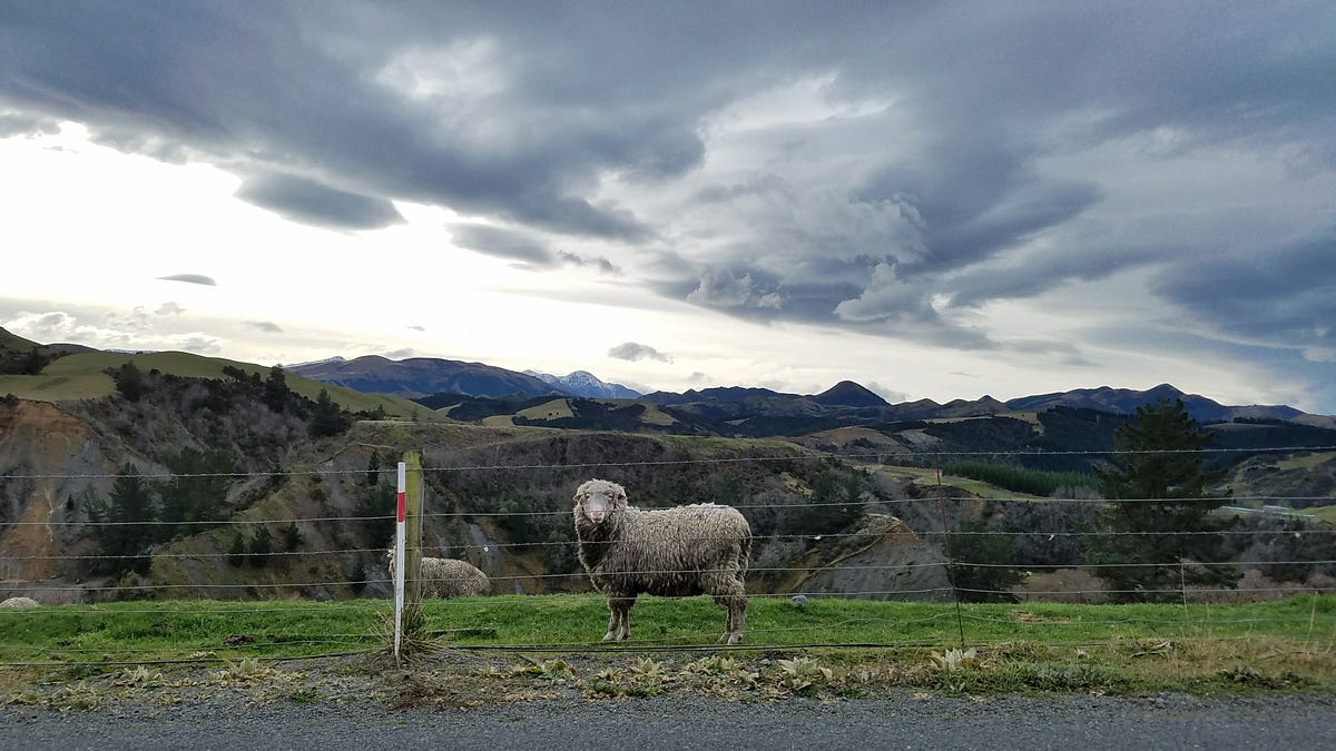 When Wool is No Longer Wool. Wool is a great fibre. Renewable… by