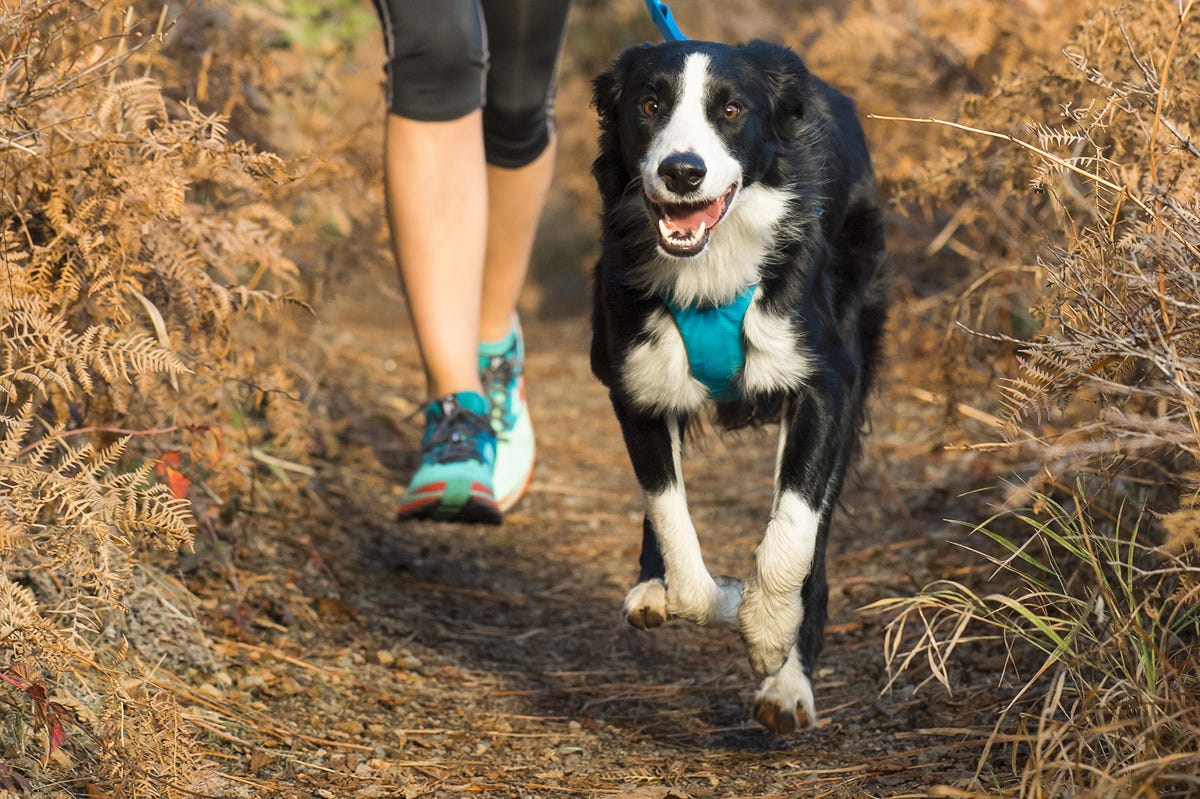 Para que tu perro no estire de la correa al pasear: Pechera para Perros  Front Range® de Ruffwear® | by LaTiendaDeFrida.com | Medium