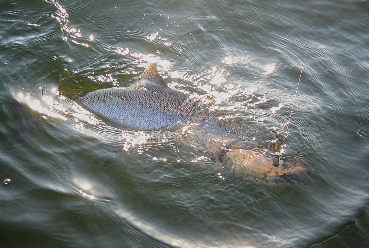 Inseason management for “mixedstock” and “terminal area” salmon