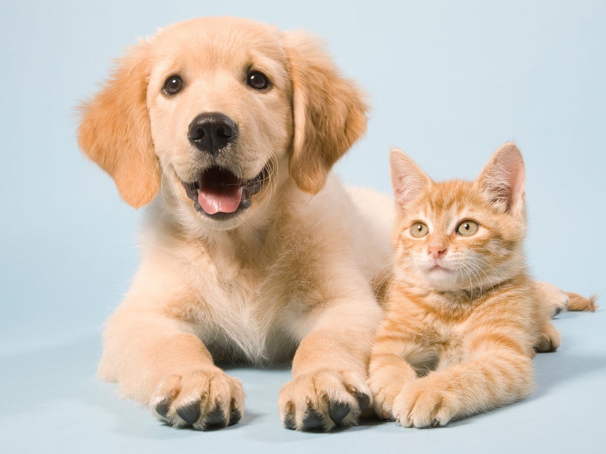 Why Children Should Have Pets. A persuasive essay on the benefits of