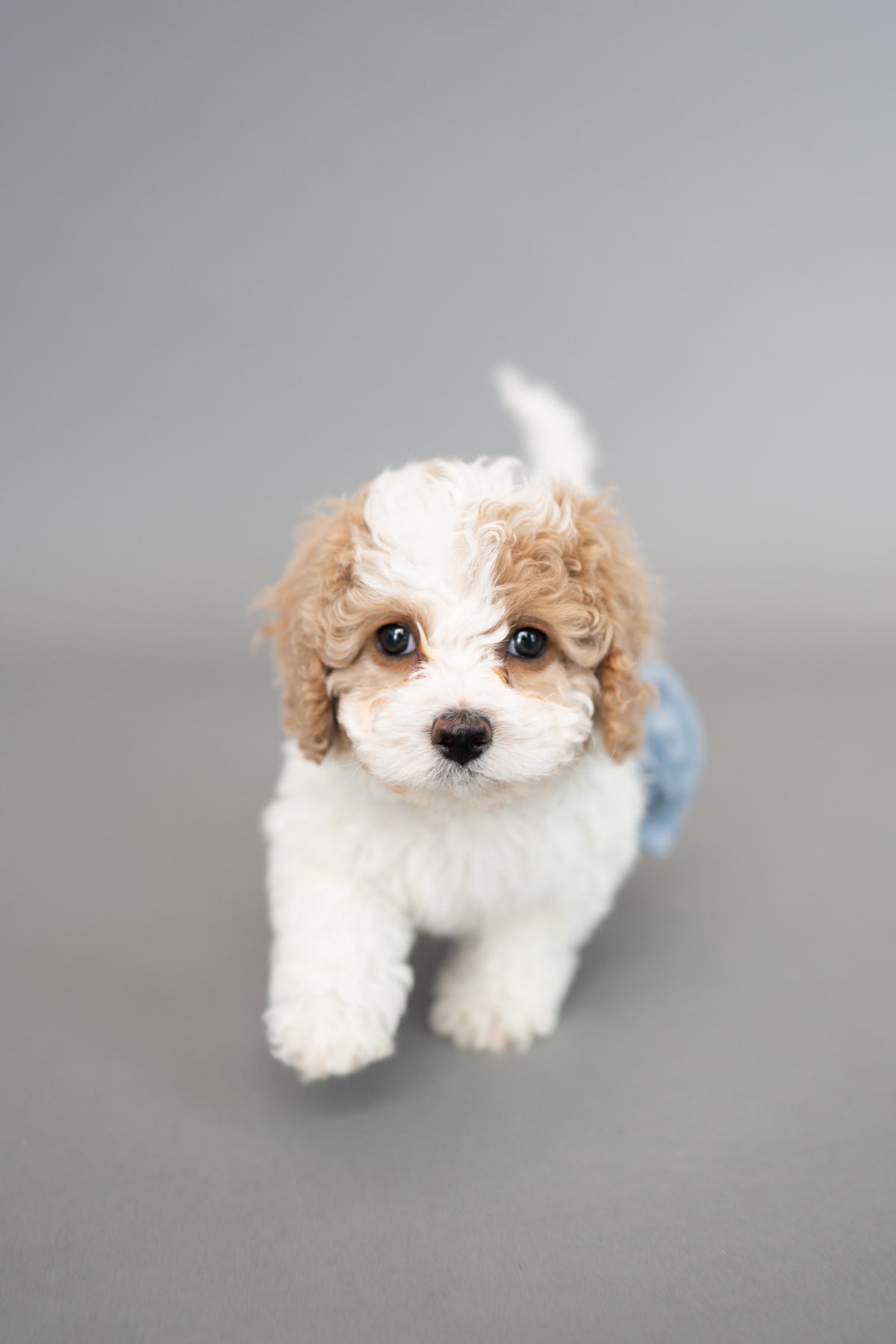 How to Stop your Puppy from Crying by Daviemwangi Medium