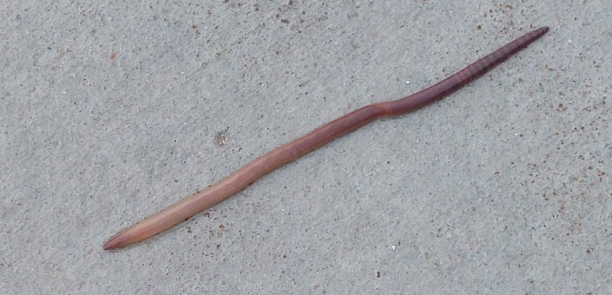 Why Does My Wine Taste Like Earthworms After a Rainstorm? by