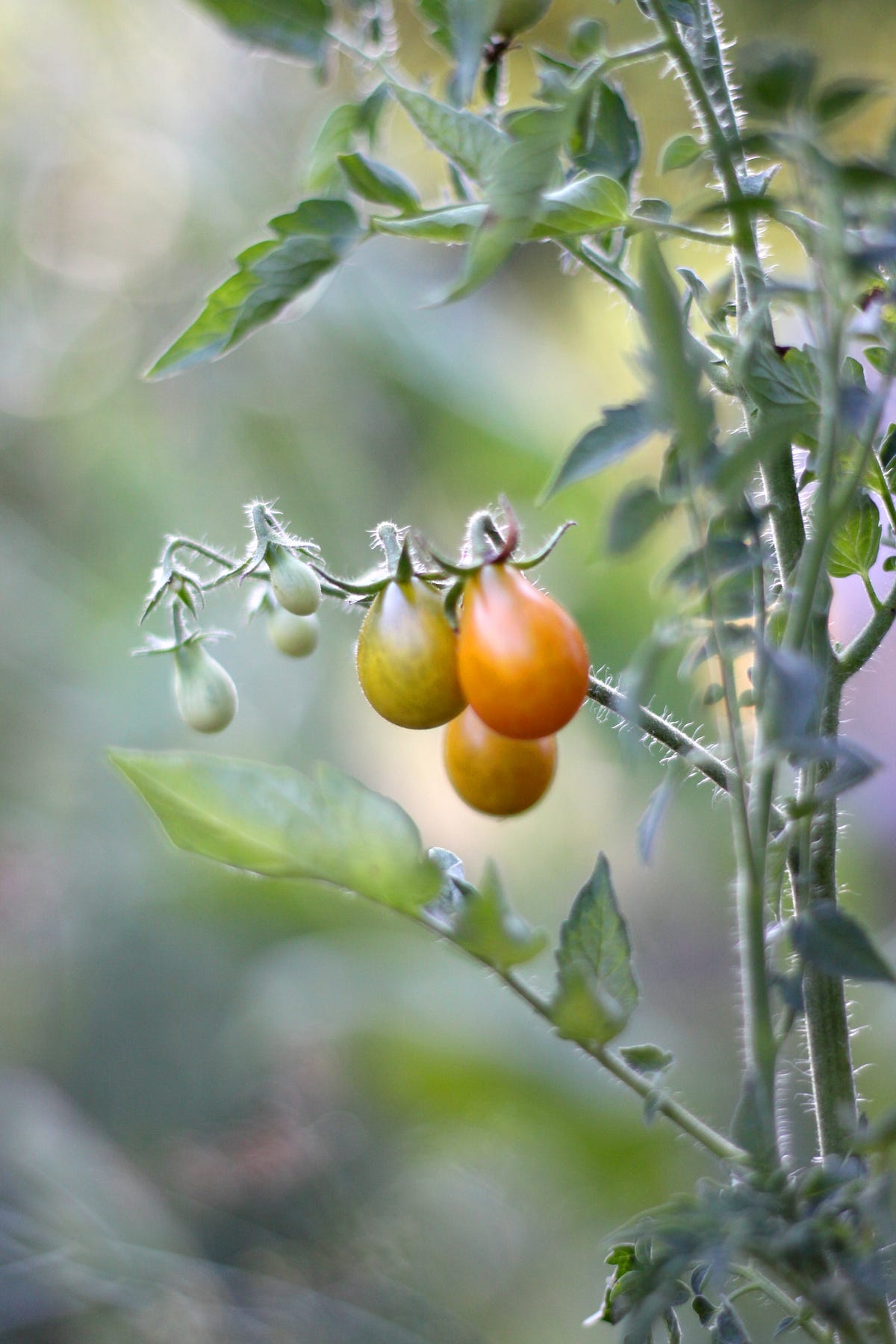 Tips for Growing Healthy Tomato Plants by Ponicsarea Medium