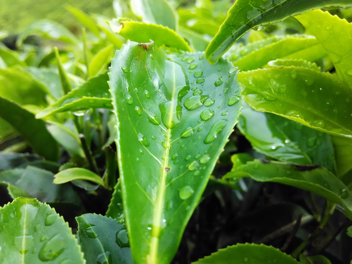 LSTM on Amazon Food Reviews using Google Collaboratory by Theodox