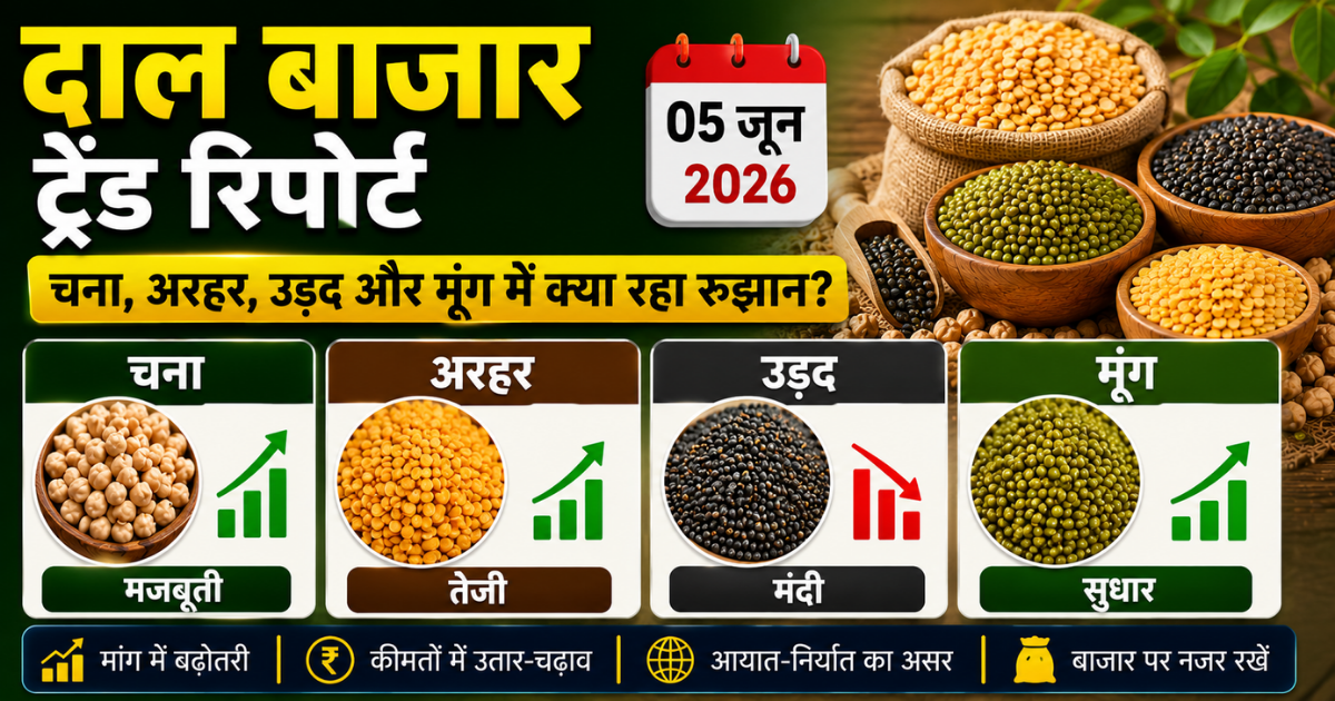 दाल बाजार ट्रेंड रिपोर्ट (05 जून 2026): चना पर दबाव, अरहर और उड़द में सालभर की सबसे मजबूत तेजी