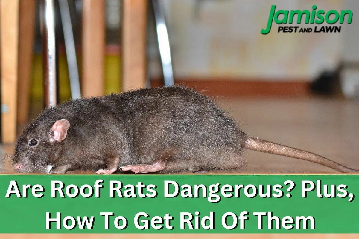 Are Roof Rats Dangerous? Plus, How To Get Rid Of Them Jamison Pest and Lawn Medium