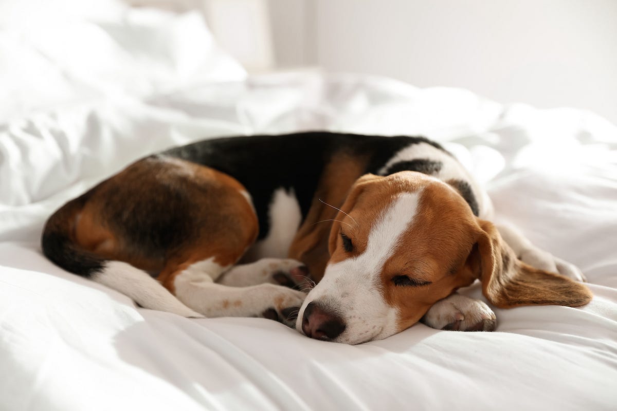 Can Melatonin Hurt Dogs