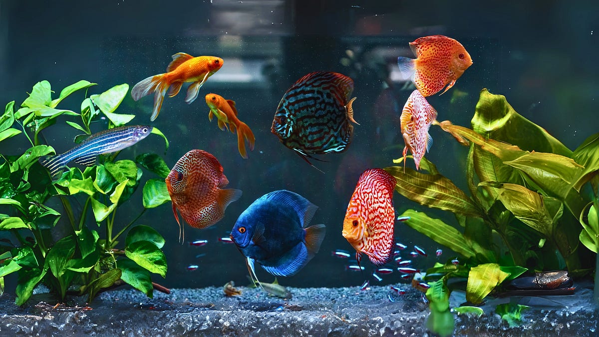 How To Set Up A Basic Fish Aquarium Step By Step Guide Asadazmat