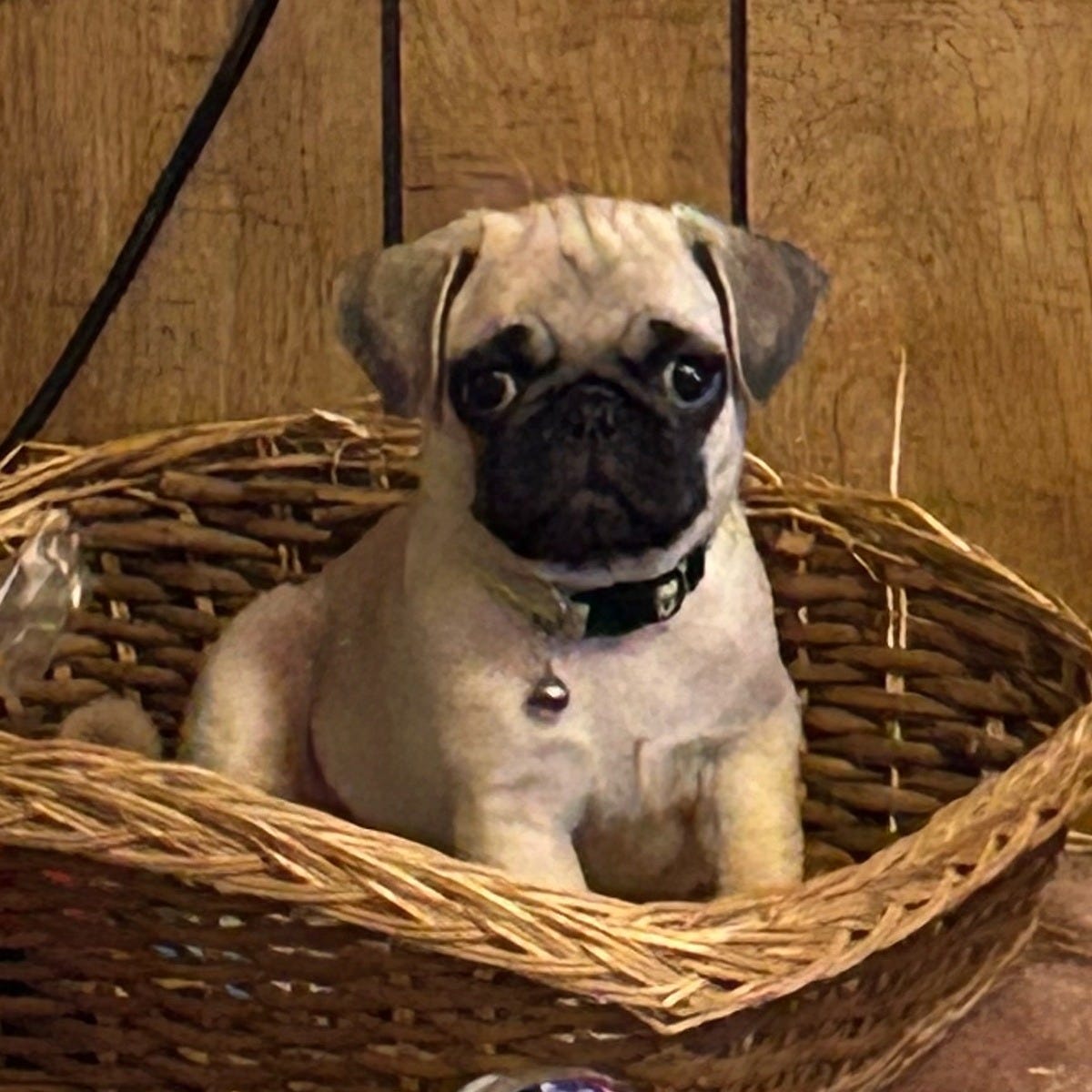 SIMPLE HEALTH TIPS ON PUG PUPPIES by Perfect House of pugs Medium