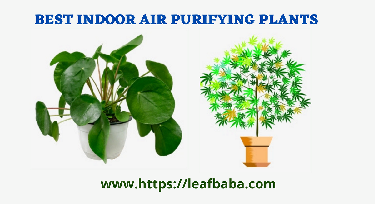 Top 4 Air Purifying Plants For Your Indoors By Leaf Baba Medium 9692
