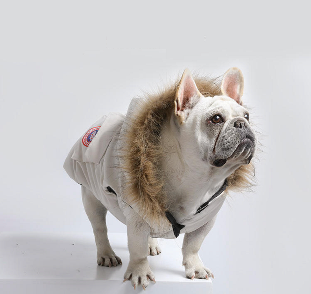Stylish Dog Clothing Online Petlocker Medium