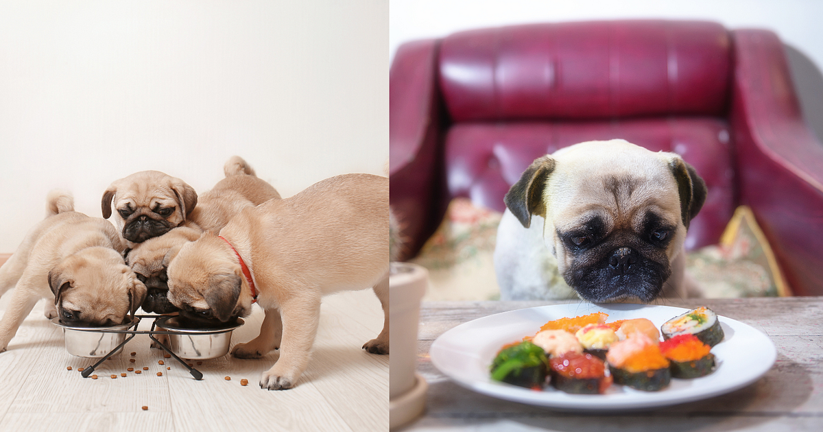 What Can Pugs Eat? The Dos and Don’ts of Feeding My Pug by Areej