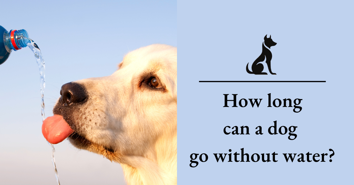 How Long Can a Dog Go Without Water A Complete Guide For 2024 by