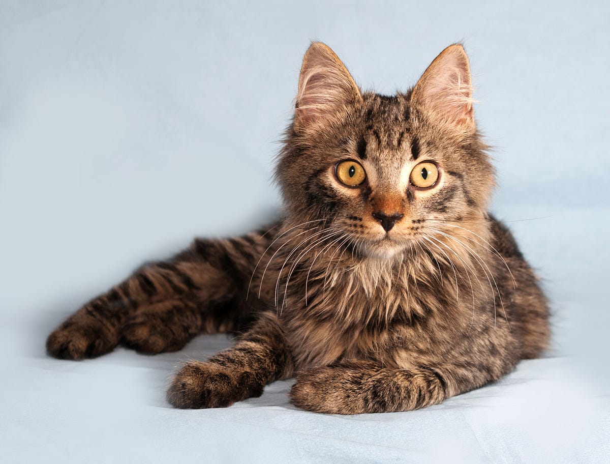 My Experience with LaPerm Cat Breeders in 2024 Medium