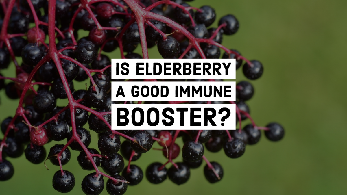 Is Elderberry a Good Immune Booster? Hallielynch Medium