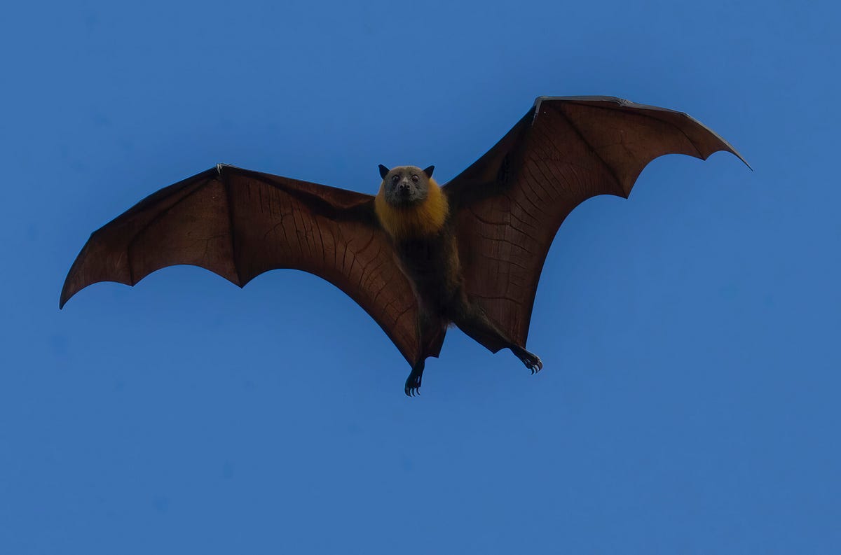 The Fascinating World of Bats: Amazing Facts about the Blind Bat | by ...