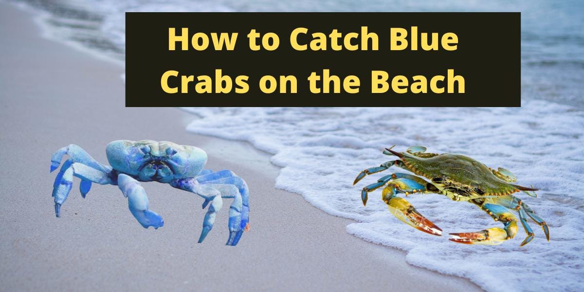 How to Catch Blue Crabs on the Beach? 3 Best Methods Muhammad Zubair