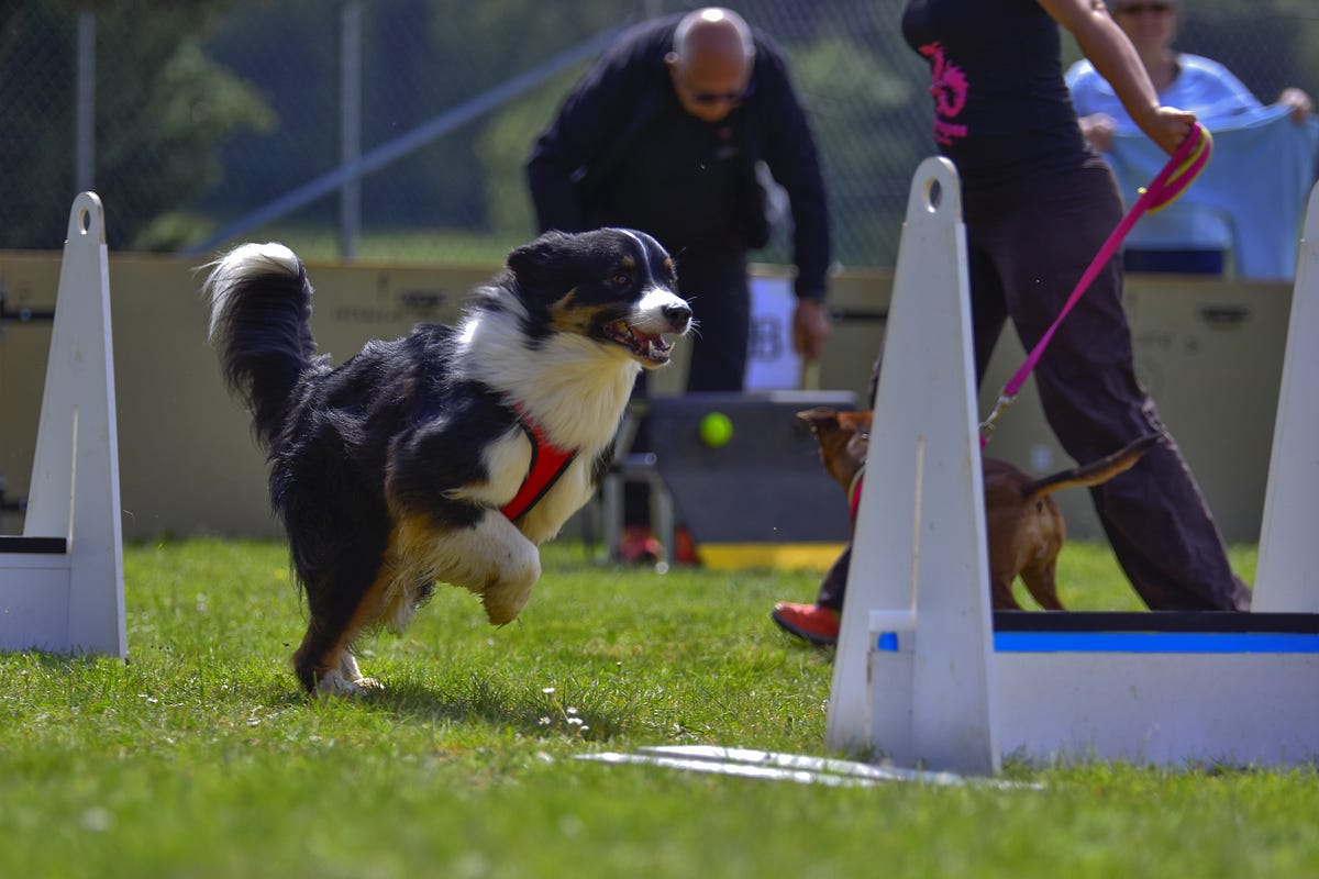 The Thrill of Flyball. One of the fastest growing sports in⦠| by The ...