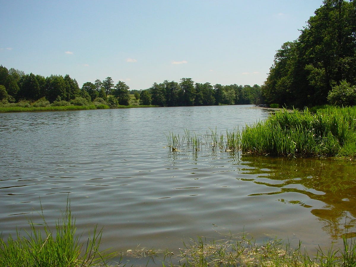 PADDLE UPSTREAM OR GO WITH THE FLOW? by Michelle Zanoni Medium