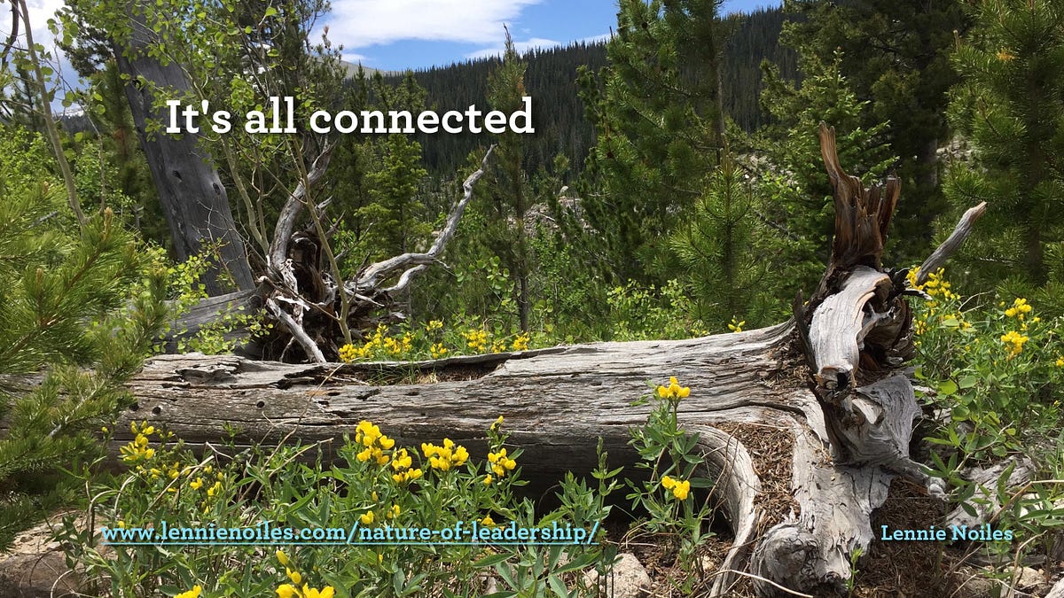 Coaching vs. Nature-based coaching - lennienoiles - Medium - Nature Based Coaching
