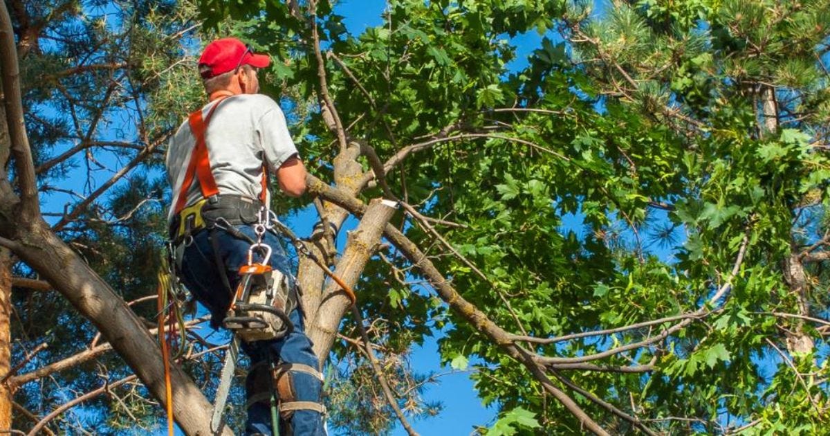 Tree Service Kansas City Cost Guide for Homeowners: What to Know Before You Hire