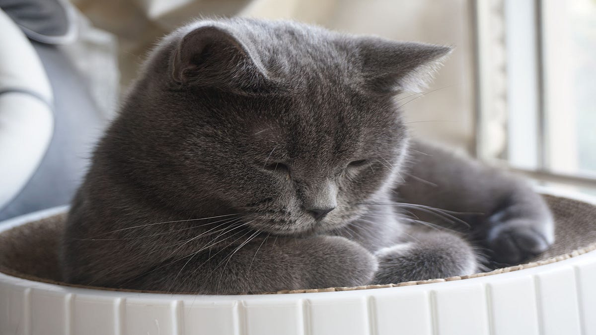 What causes cats to sleep in the litter box? by Make Yourself Knowledgeable Medium