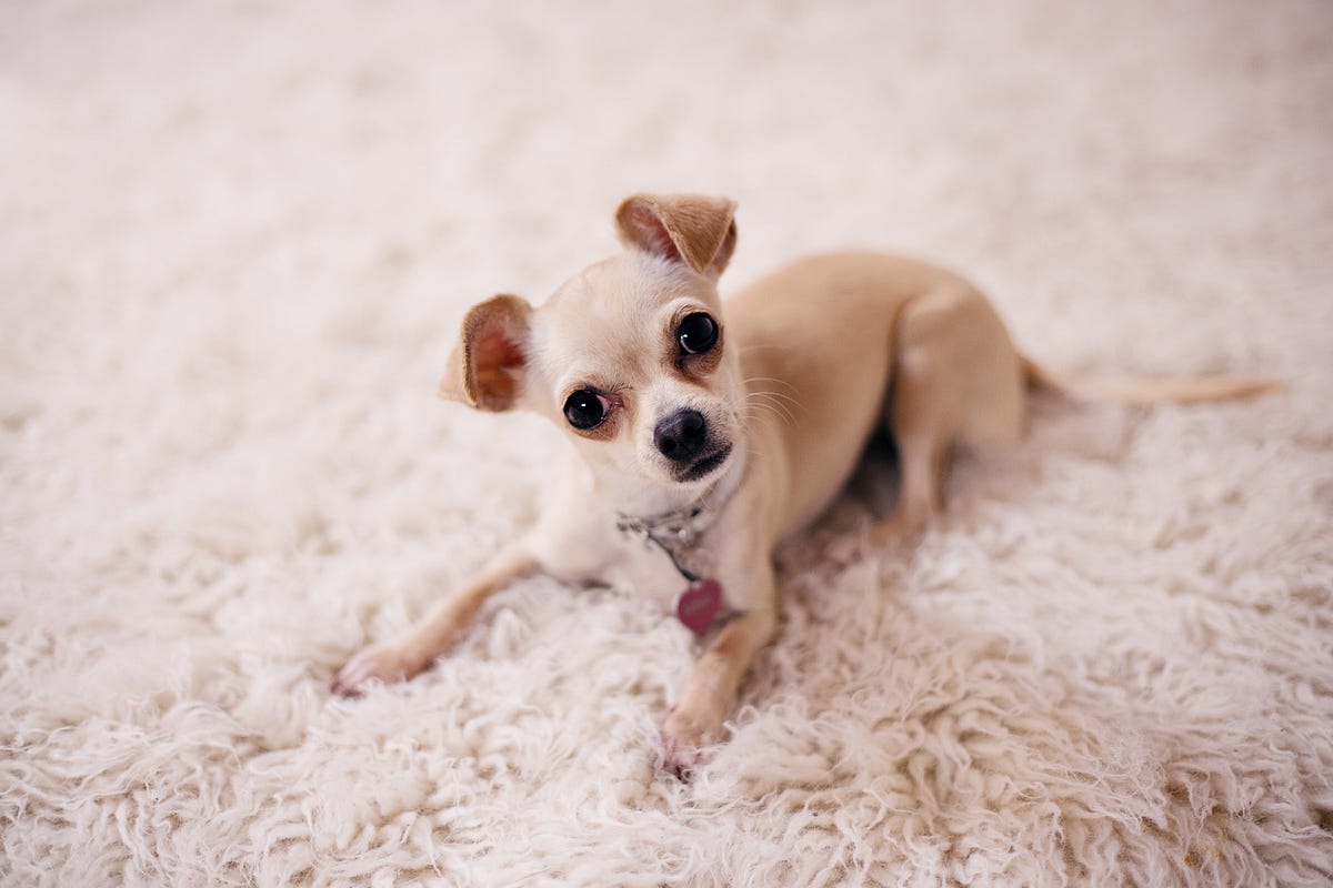 The world’s smallest dog has the ego of a pitbull. The previous record