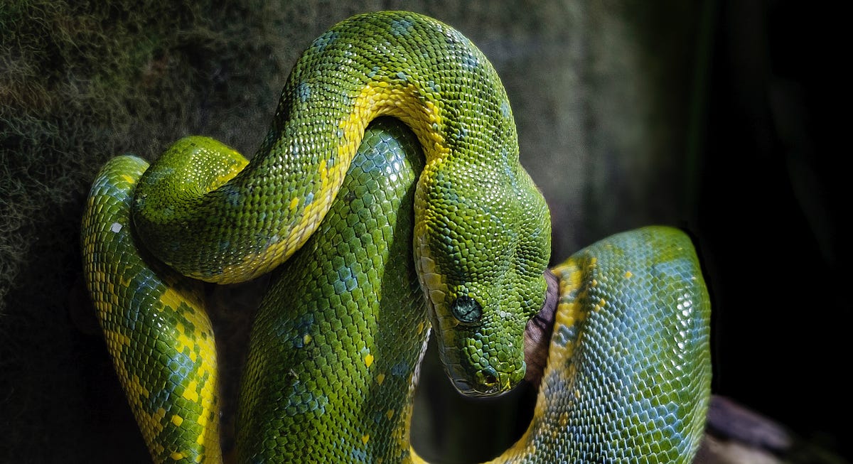All the things I hate about Python | by Nathan Murthy | Medium
