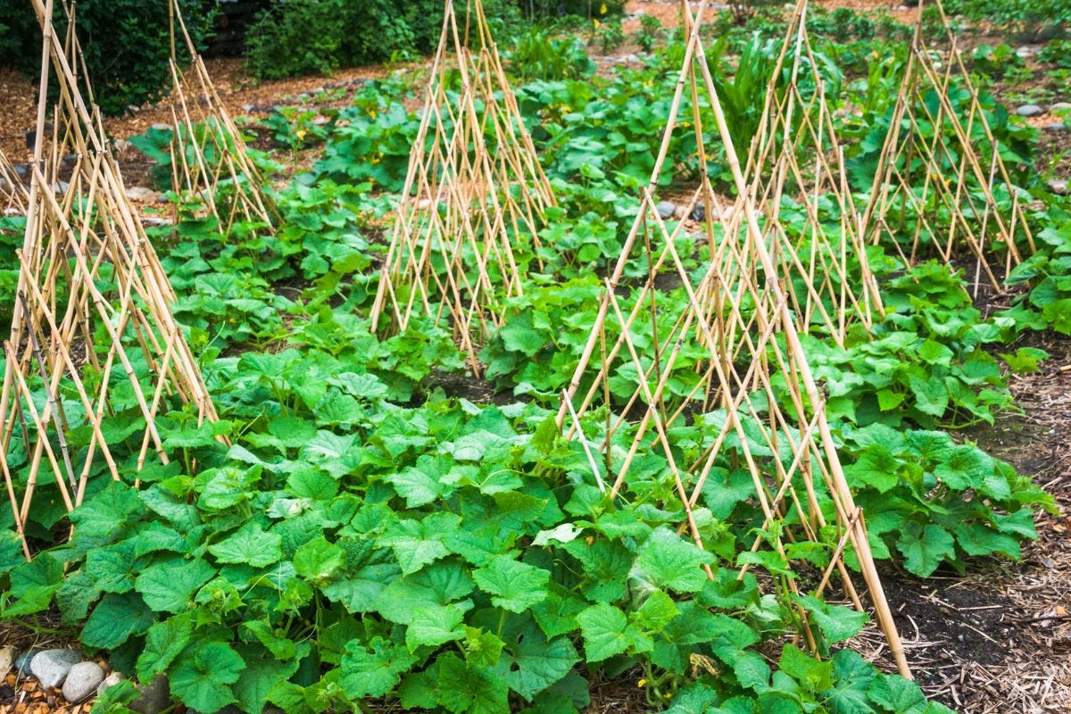 9 Creative DIY Zucchini Trellis Ideas for Your Garden by Nursery Lady