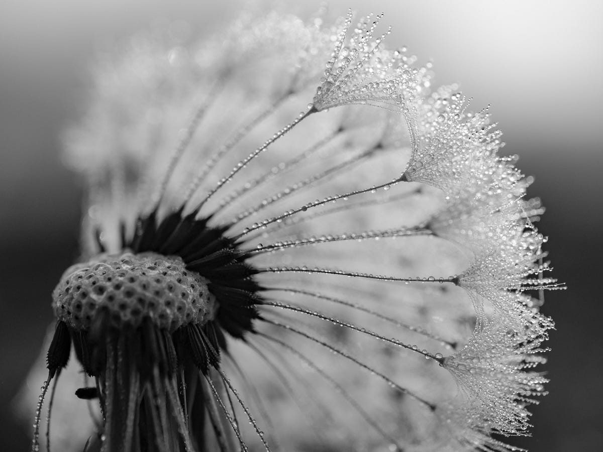 The Real Creative Process The Impetuous Seed Of Creation Does By