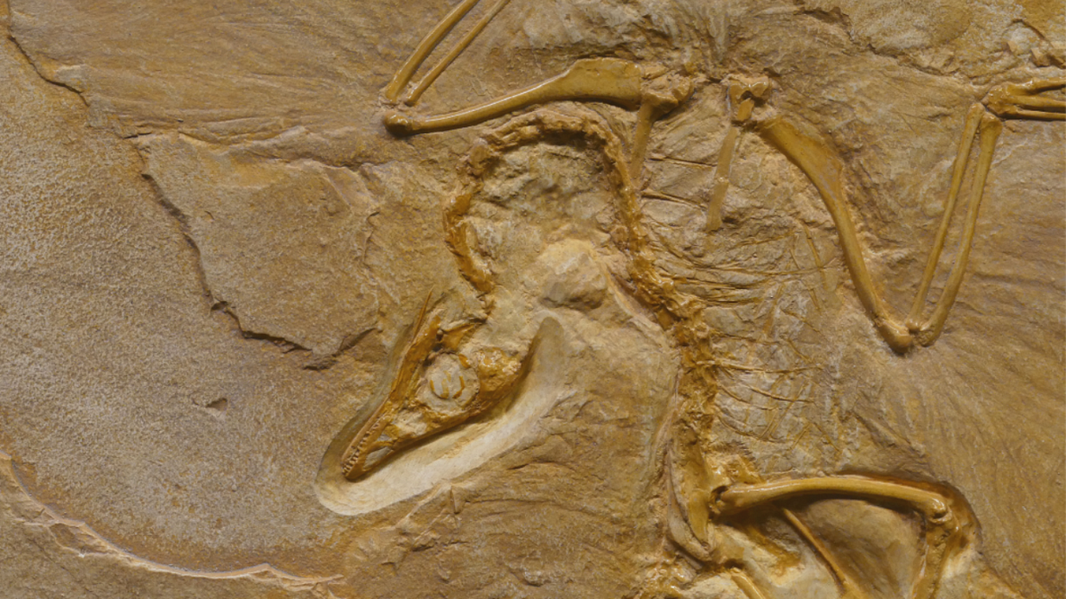 The Inside Story of A Revolutionary Fossil Discovery Defying