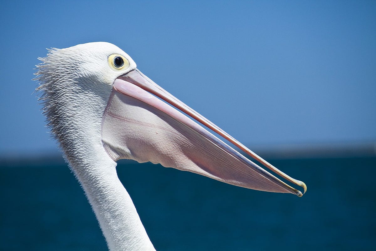 Setup a static Python-powered blog with Pelican | by Claudio ...