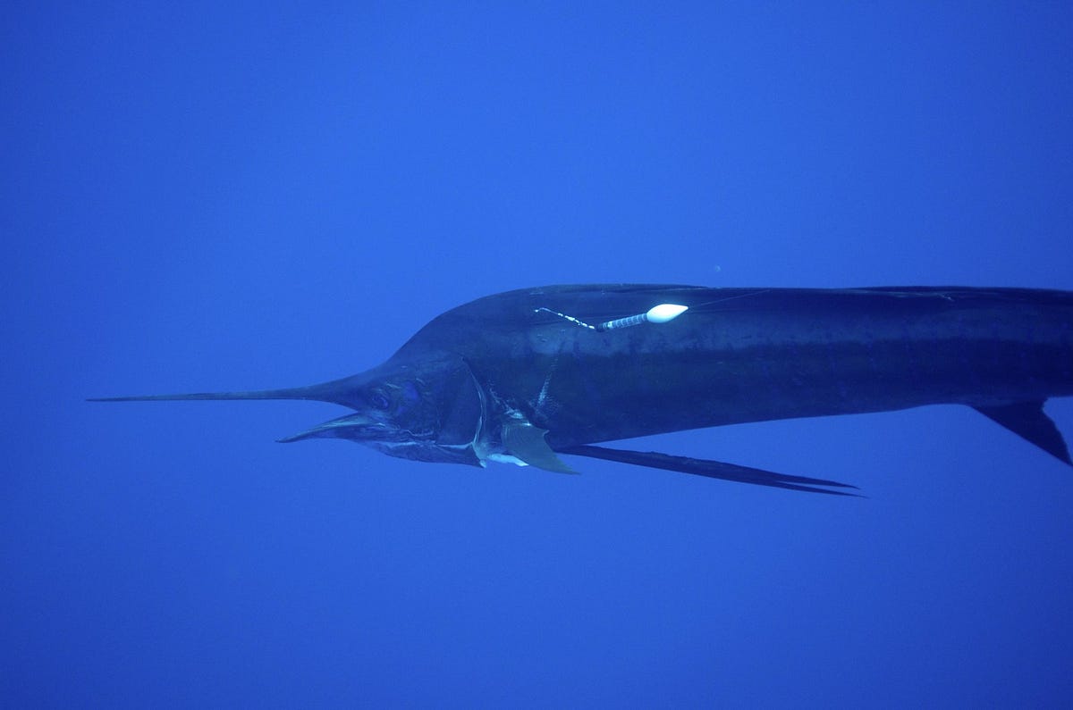 Are Sailfish the World's Fastest Fish in the Ocean?