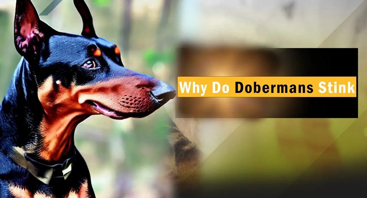 Why Do Dobermans Stink? puppyplaying Medium