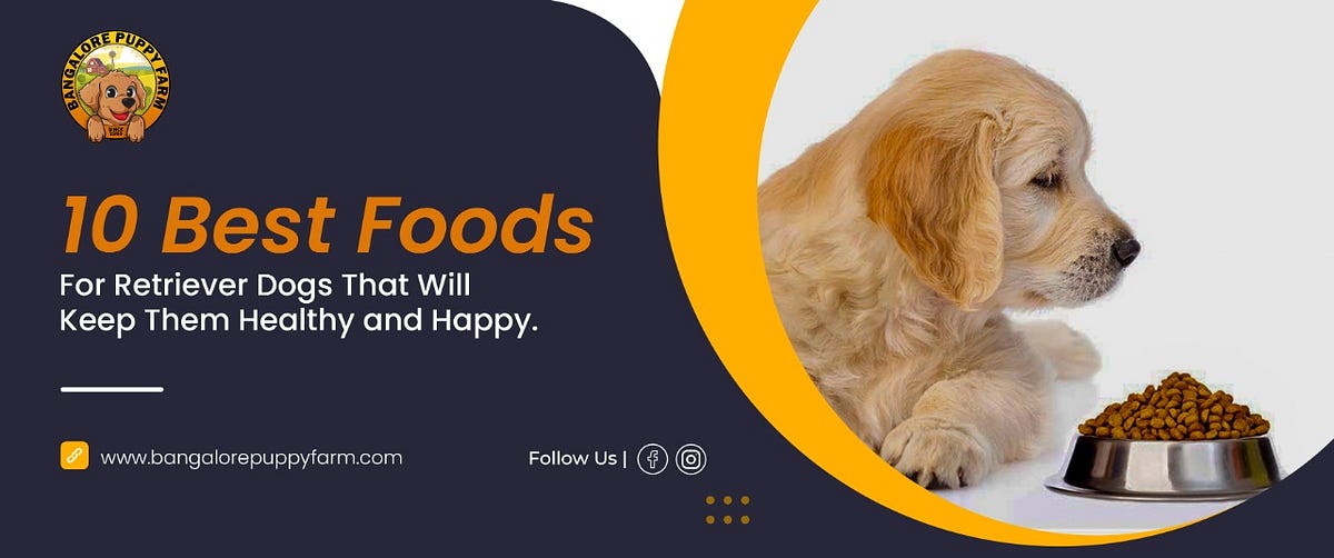 10 Best Foods For Retriever Dogs That Will Keep Them Healthy and Happy