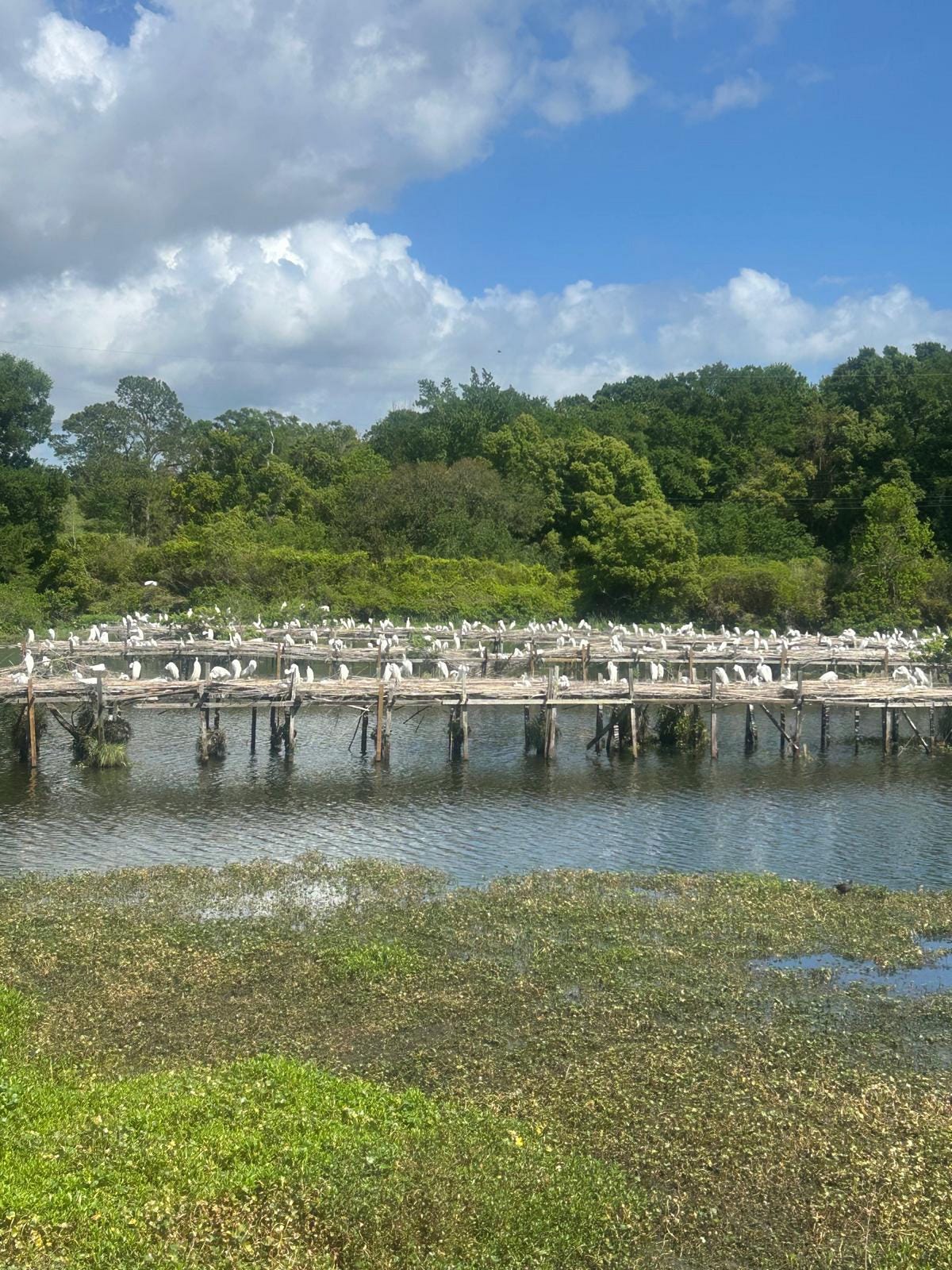 White Egrets Nesting on Avery Island by author