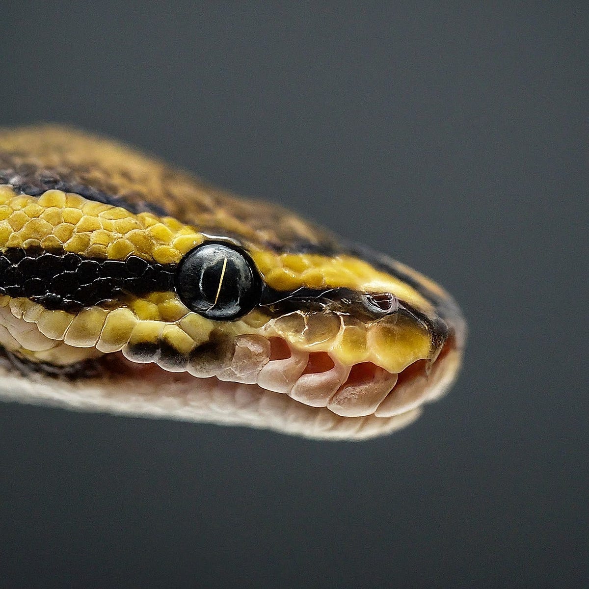 7 Python Pitfalls That Will Make You Question Your Sanity (And How to ...