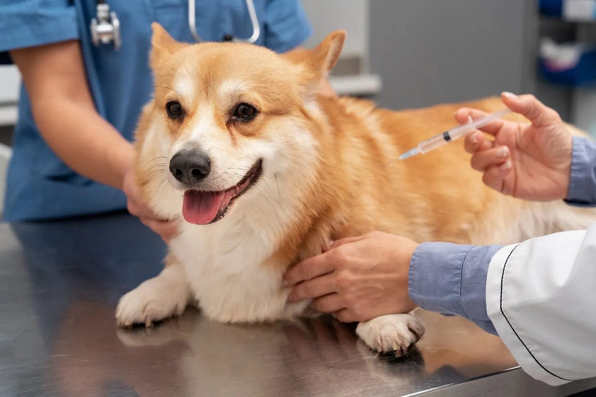 Vet Clinic Rio Rancho Petroglyphanimal Medium