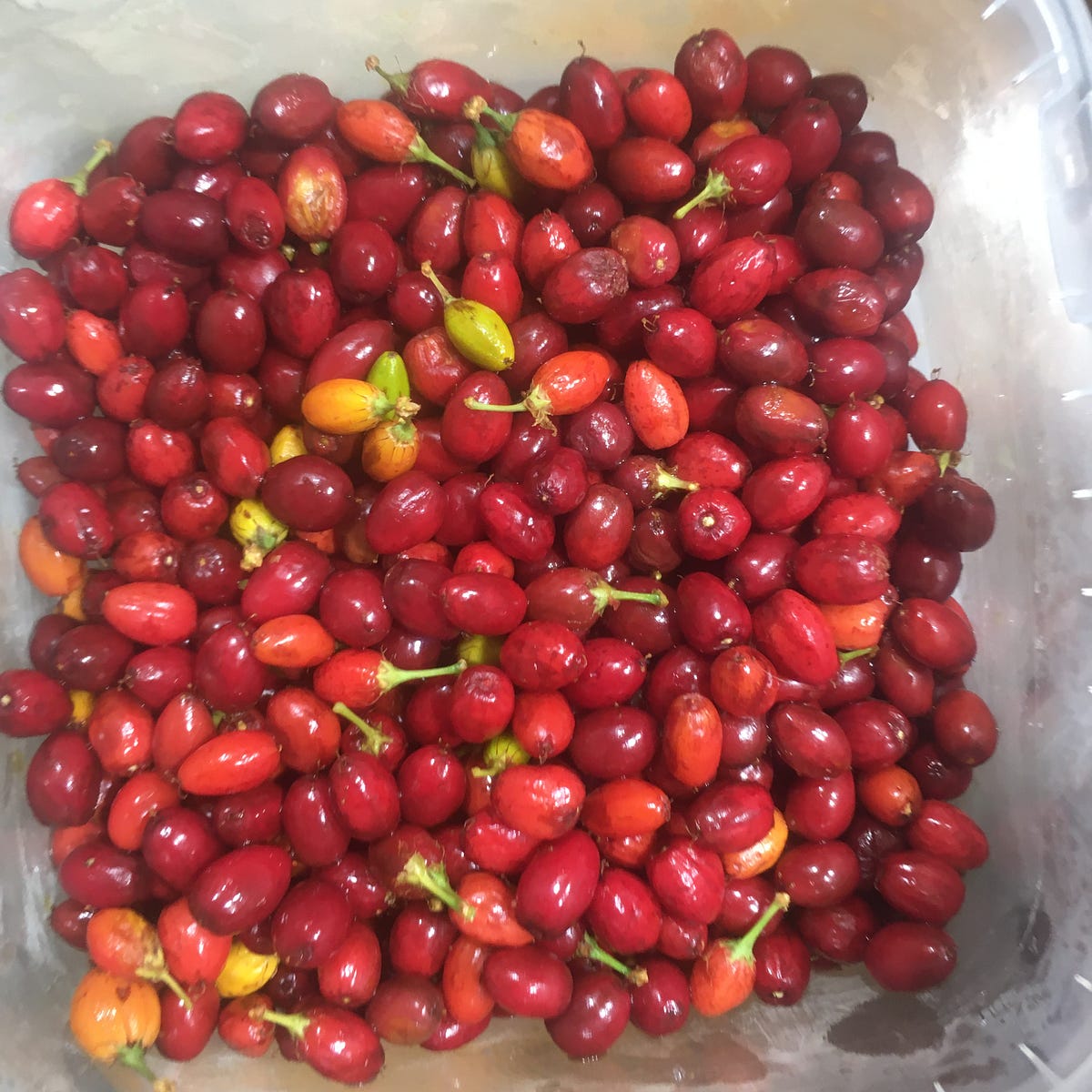 Fresh Coca Seed — Dbotany. Erythroxylum Novogranatense Coca Seed by