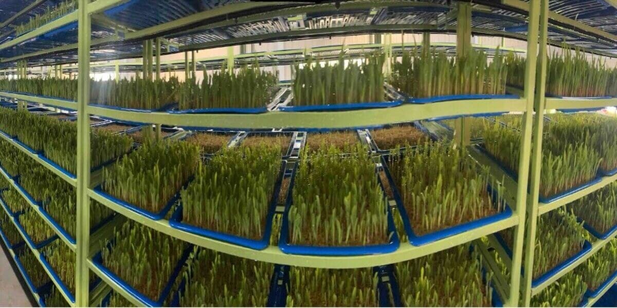 Is Hydroponic Fodder More Nutritious Than Traditional Feed?