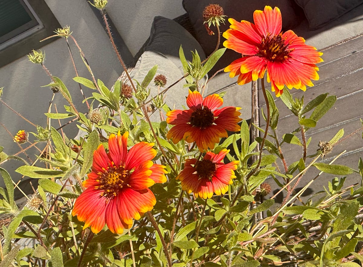 Garden Chronicles. Lean time, yet there are cheerful… | by Dr