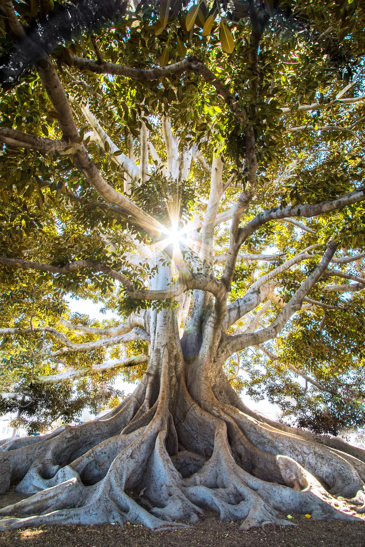 Data Structures Binary Search Trees Bst By Cindy Kei Javascript Data Structures Binary Search Trees Bst By Cindy Kei Javascript