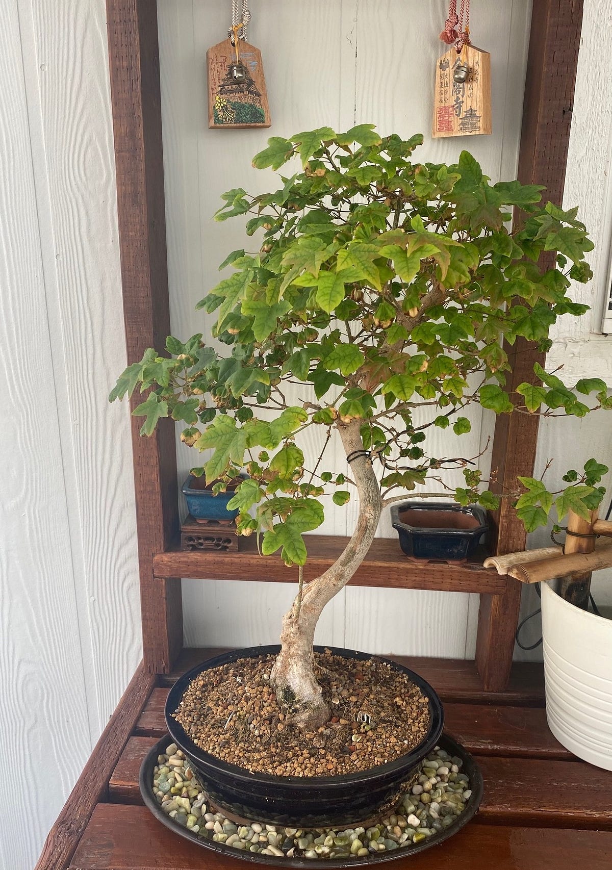 Bonsai  Beautiful, Or Tortured?. My Trident Maple Bonsai tree, Japan | by  Michael Rhodes | ILLUMINATION | Medium