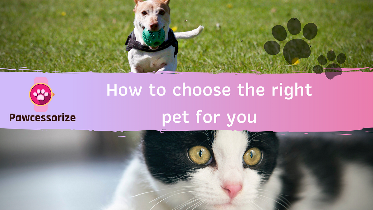 The 4 things you must consider when choosing the right pet for you by