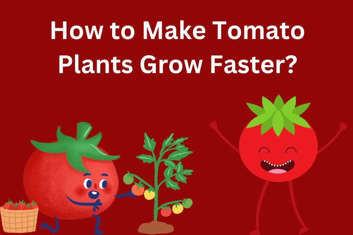 How to Make Tomato Plants Grow Faster? by Nawab Mohsin SEO Content