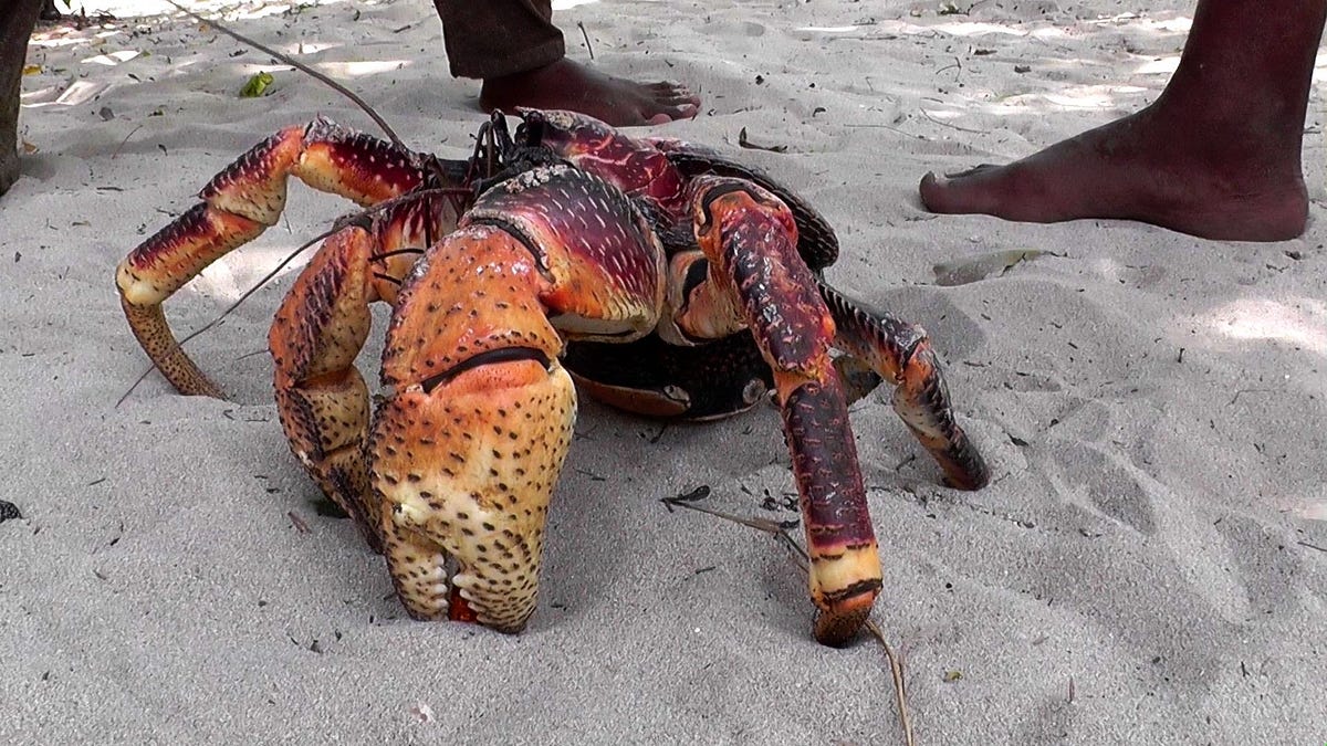 “The Giant Coconut Crab”. With the exalted title of the largest… by D