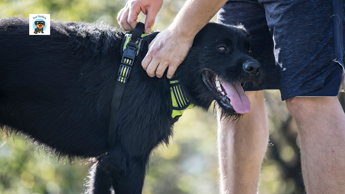 How to put on gooby dog harness a step by step guide by pet guiders
